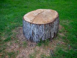 Best Tree Removal  in Coson, OK