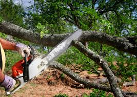 Best Hazardous Tree Removal  in Coson, OK