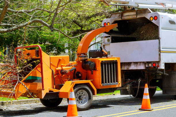 Best Tree Disease Treatment  in Coson, OK