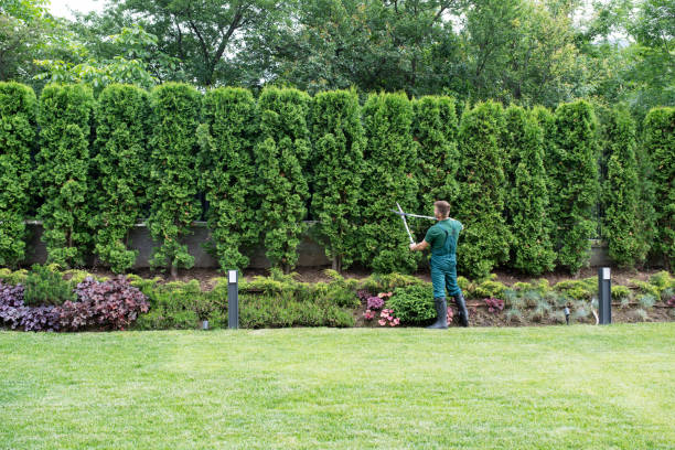 Best Emergency Tree Removal  in Coson, OK