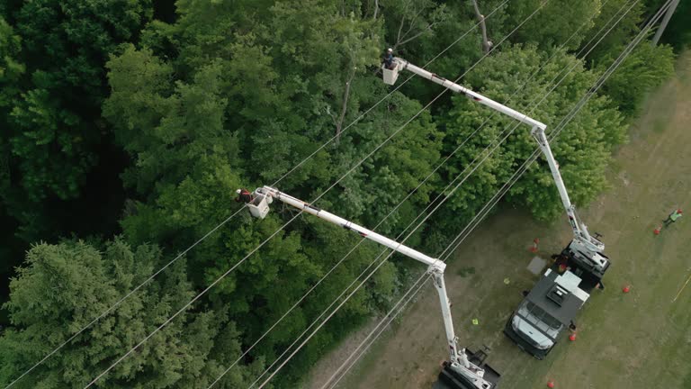 Best Hazardous Tree Removal  in Coson, OK