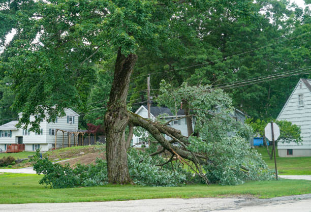 Best Arborist Consultation Services  in Coson, OK