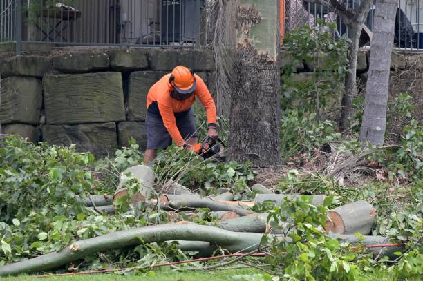 Best Tree Risk Assessment  in Coson, OK